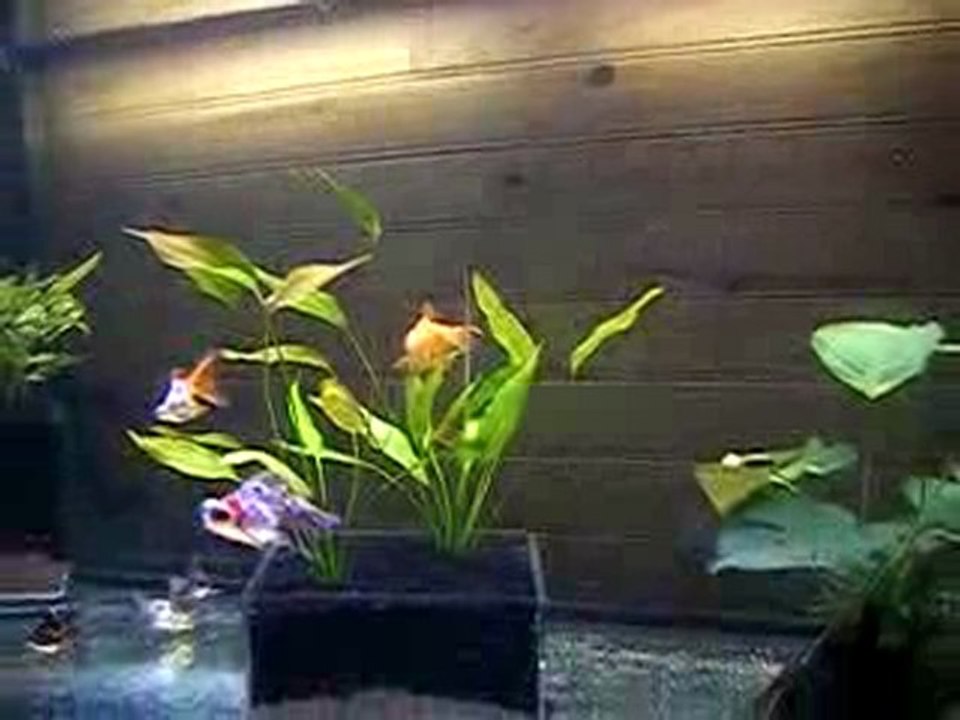 720 L Bubbles et Telescopes Papillon