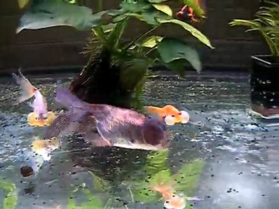 720 L Bubbles et Telescopes Papillon