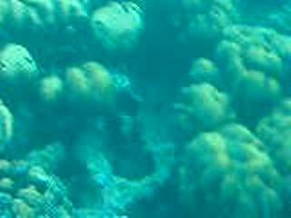 Petits poissons Dans La Mer