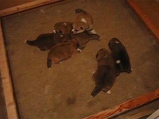 Les chiots à 15 jours