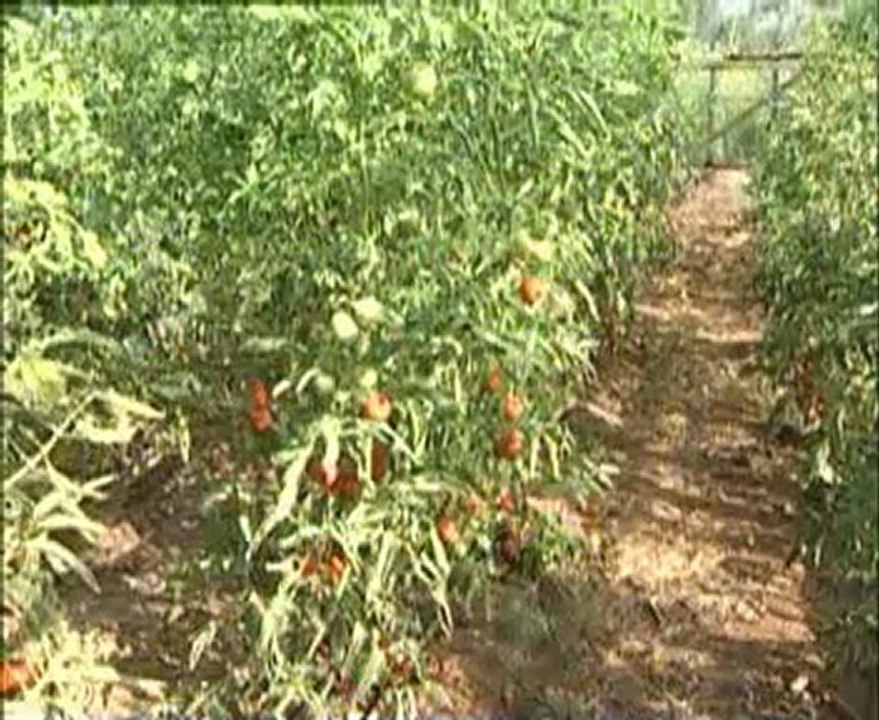 örtü altI sebzelerde sulama ve gübreleme