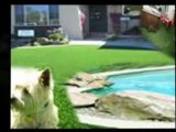 Artificial grass Dubai Hotels ' Posted By: SouthTravels