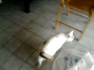 Chat - Moony sac plastique 2