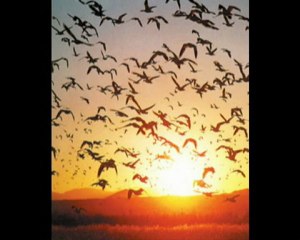 İdris ÇAĞLAR - Adını Yazmak  Süper Şiir