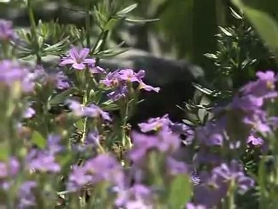 La flore du PNR du Massif des Bauges