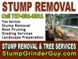 Stump Removal Companies Clearwater Florida