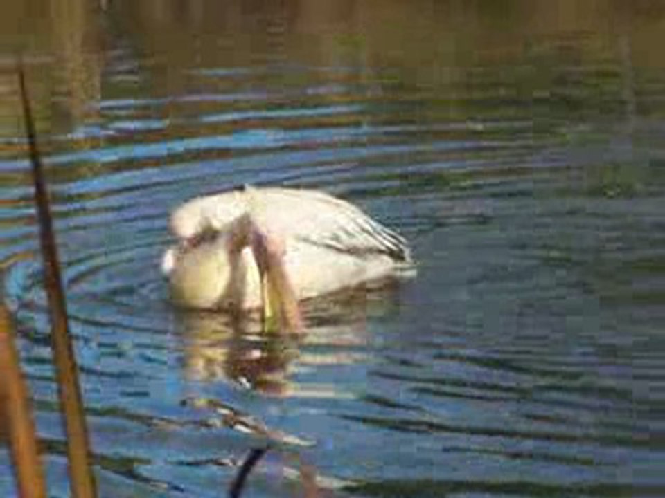 LE PELICAN BLANC.