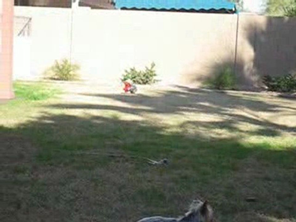 A pair of steele blue yorkshire terriers