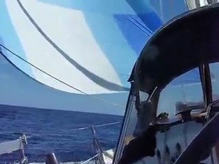 Gales, Whales and the Baja Ha-Ha