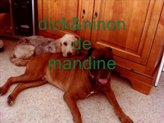 joyeux noel forum des chien s2009