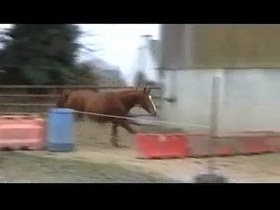 Ecurie du Nevez Qibondi en liberté