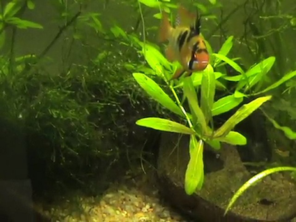 reproduction ramirezi