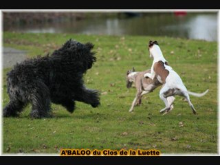 A'BALOO du Clos de la Luette - Bouvier des Flandres