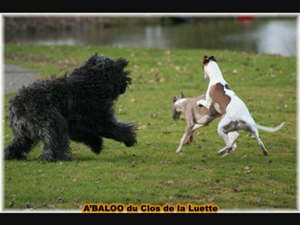 A'BALOO du Clos de la Luette - Bouvier des Flandres
