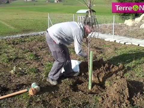Plantez un fruitiers à racines nues