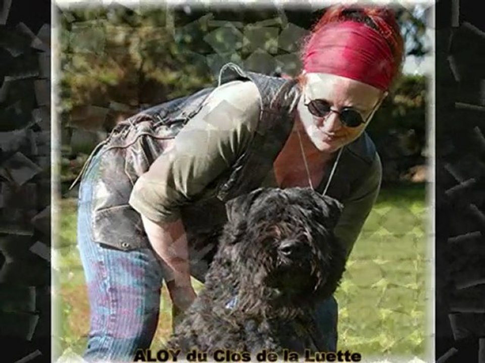 ALOY du Clos de la Luette www.bouviersdesflandres-chiots.com