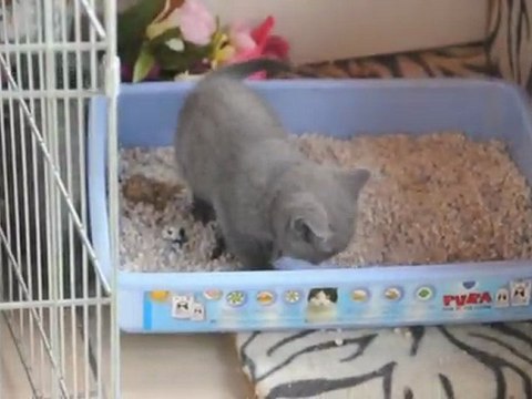 La vie de mes chatons