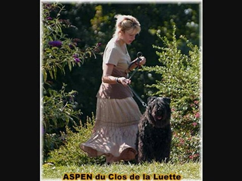 www.bouviersdesflandres-chiots.co   ASPEN du Clos de la Luet