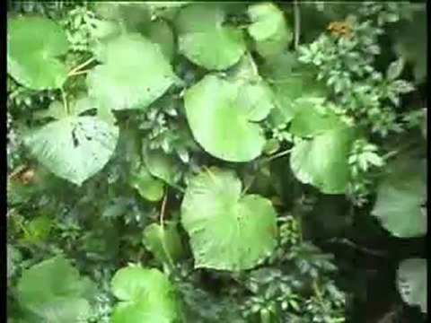 Global Green Services SA - Costa Rica, La Fortuna and Montev