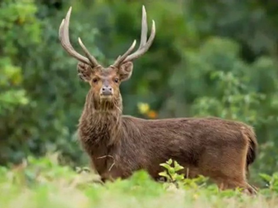 Le Cerf de Java à la Réunion