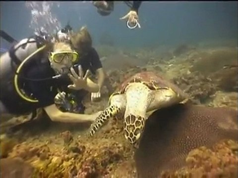plongée deuxieme partie sur KHO PHI PHI thailande