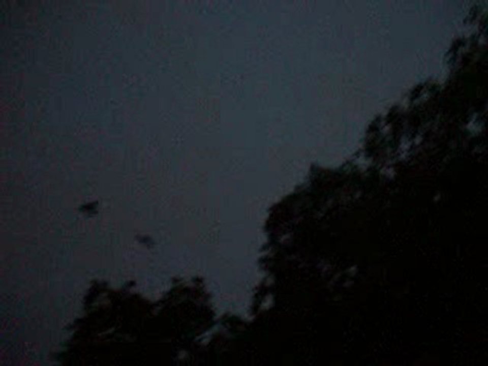 Ballet crepusculaire de Fruitbats - Brisbane - AUSTRALIA