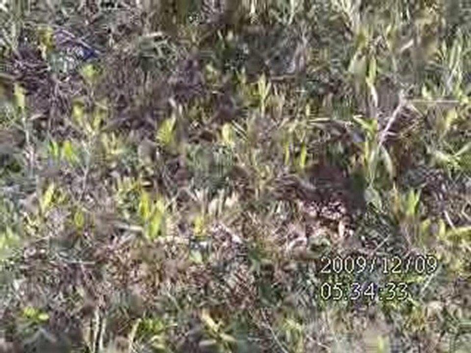 Hommage to the Olive Tree