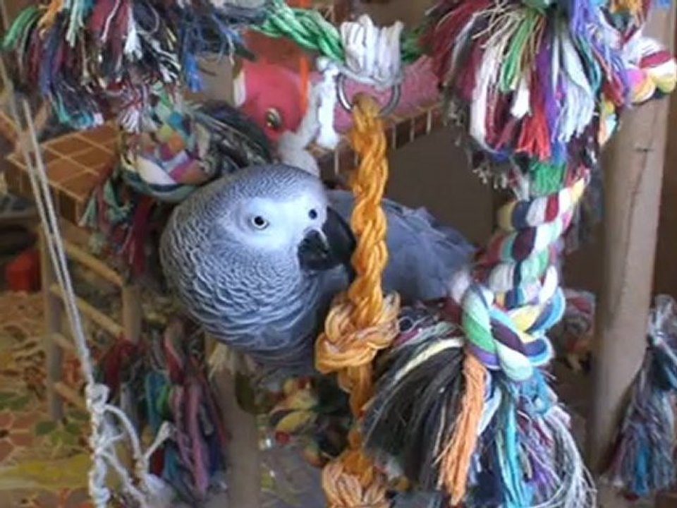 Orphée découvre ses compagnons décembre 2009