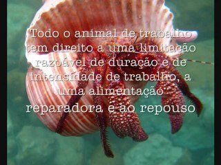 Tải video: Dia Internacional dos Direitos dos Animais