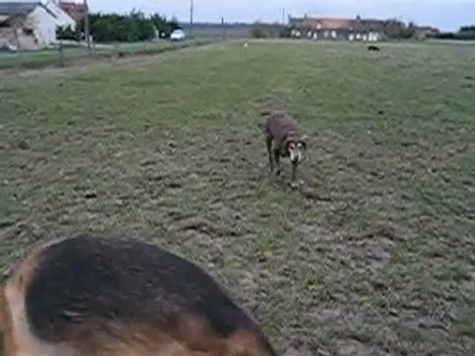 Mambo nina et cie dans le parc à chevaux