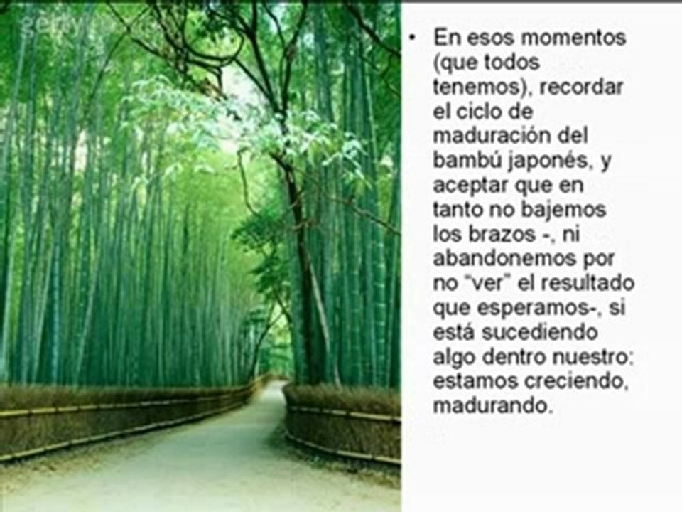 El Bambú. http://josejumilla.com