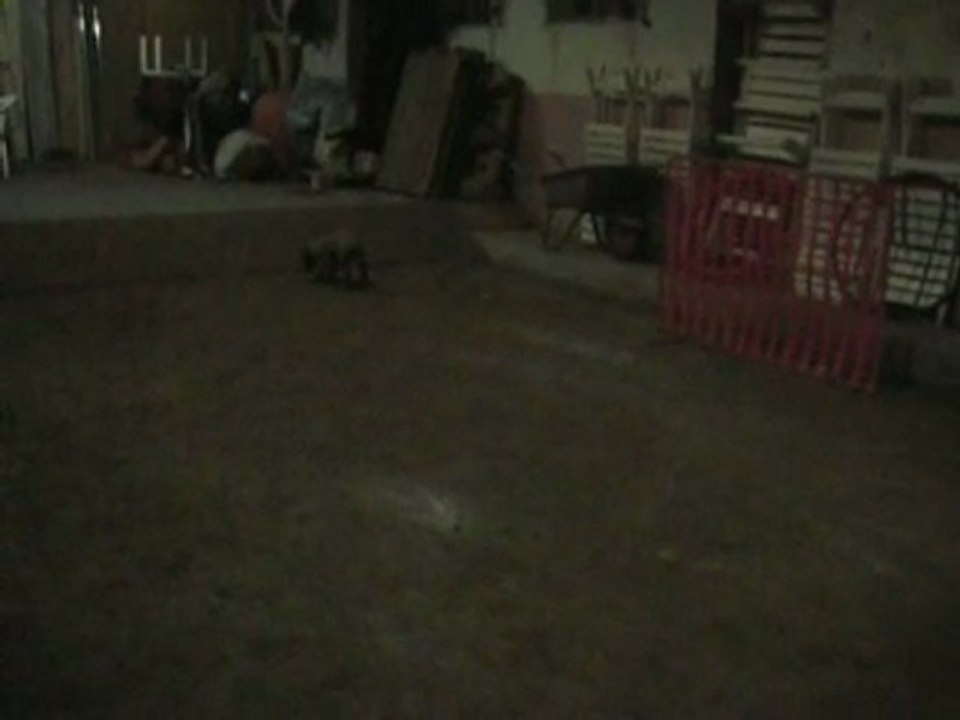 Chiots gus x cibell malinois