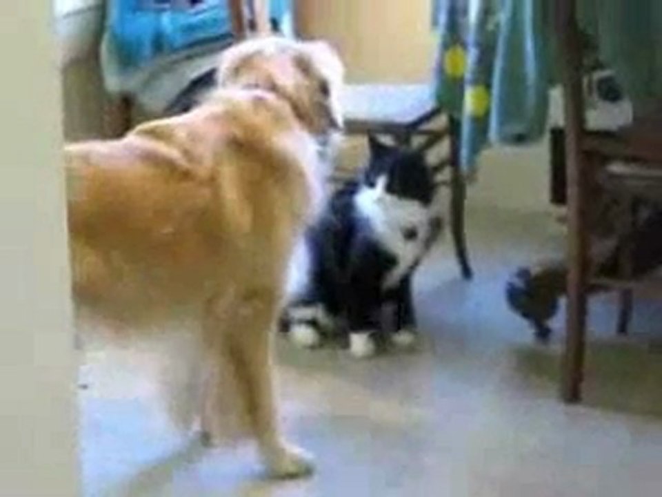 "the cat & the dog"