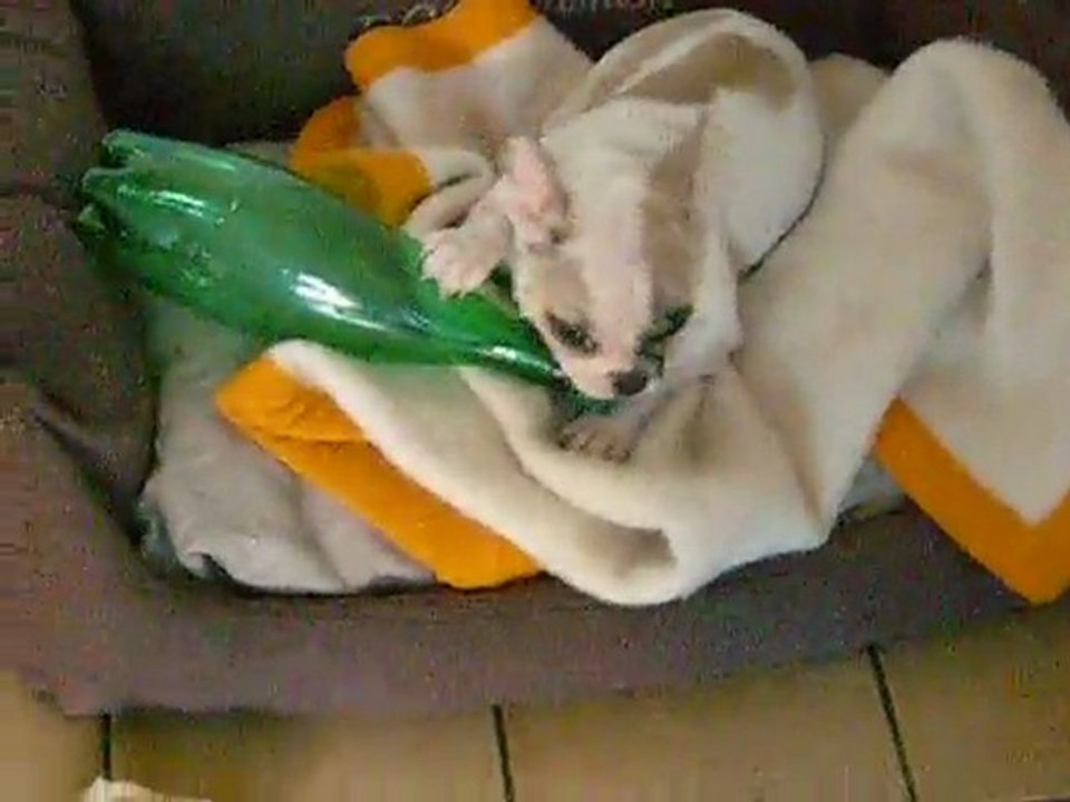 Bouledogue français - Léya - 4 mois