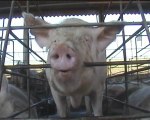 Bien-etre animal en élevage de porcs (1)