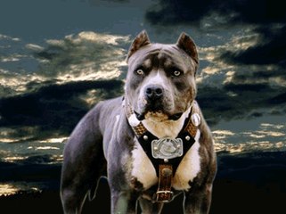 the stuned guys @ Nightmare The last Daylight 2009 HD