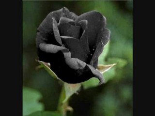 nurettin rençber-karagül