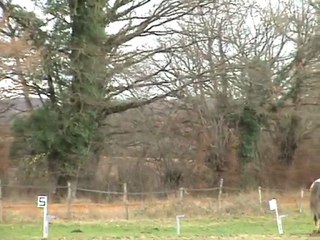 justine dressage team