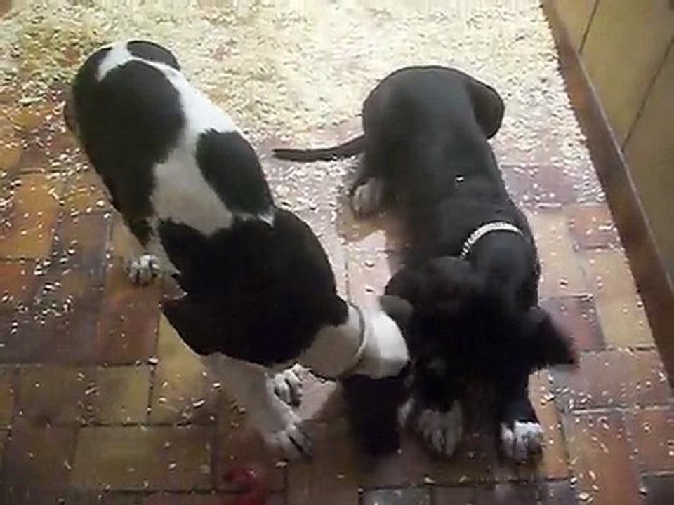 chiots 08/12/09/11/09
