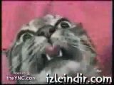 Konuşan Kedi ( Acıların Kedisi)