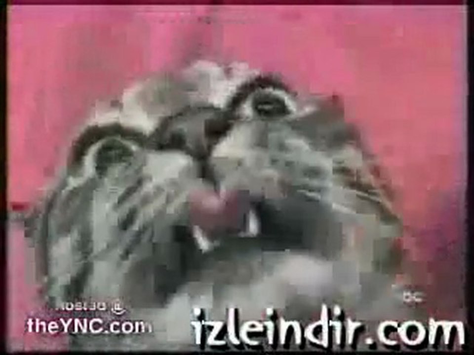 Konuşan Kedi ( Acıların Kedisi)