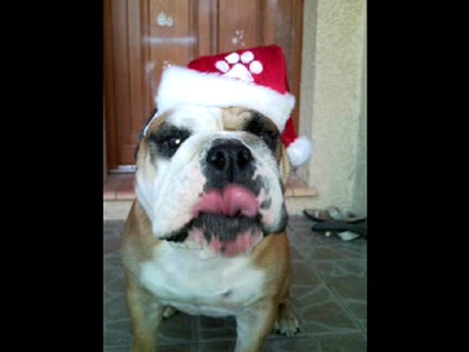 Hot Dog Jsui un Ouf Wouf