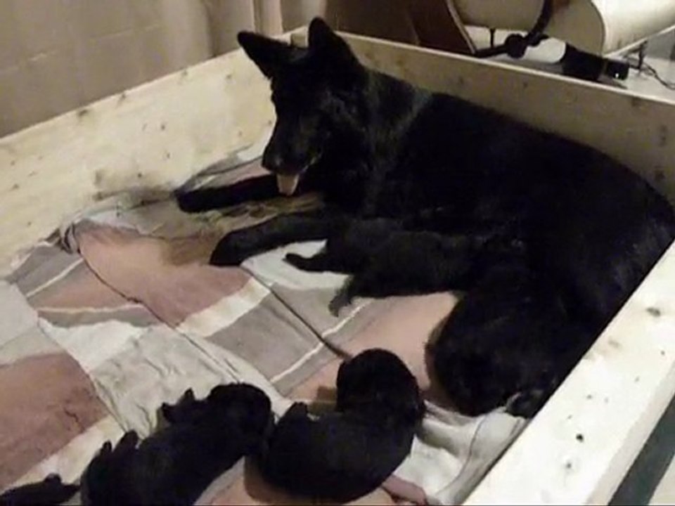 Frenzis Welpen 13. Tag