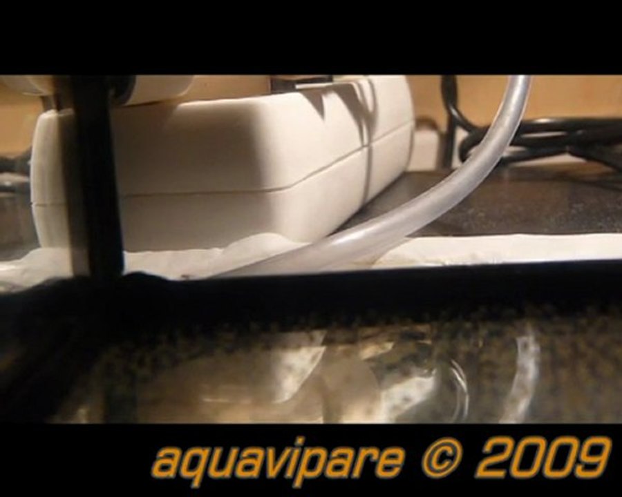 Petits néons roses (hemigrammus erythrozonus)