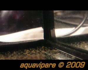 Petits néons roses (hemigrammus erythrozonus) Jour 9