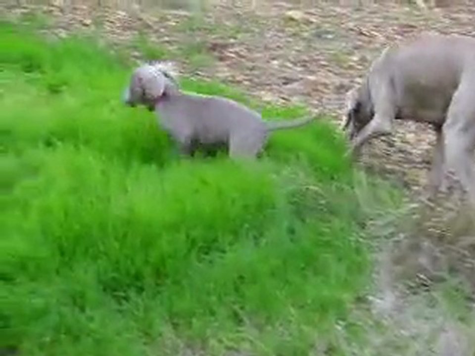 Promenade dans les champs avec mon père et ma grand- tante