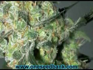 Serious Seeds White Russian