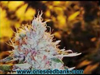 Reserva Privada OG Kush #18