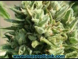 Reserva Privada Kandy Kush