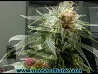 Green House Seed Co Neville's Haze